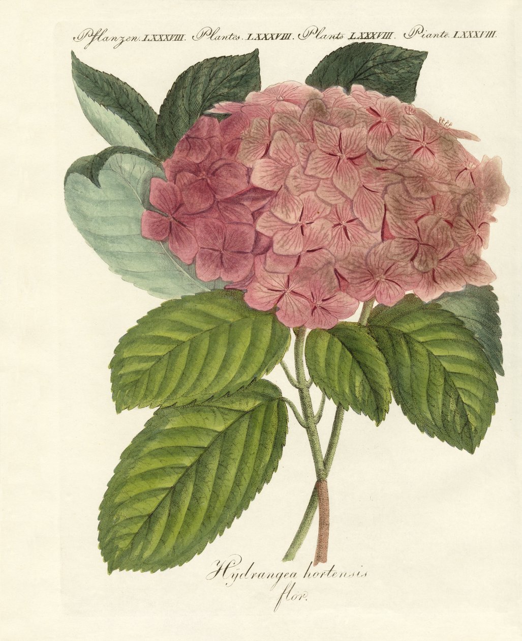 kinesiska blommor av German School