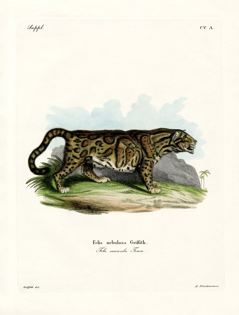 Clouded Leopard (färgad gravyr) av German School