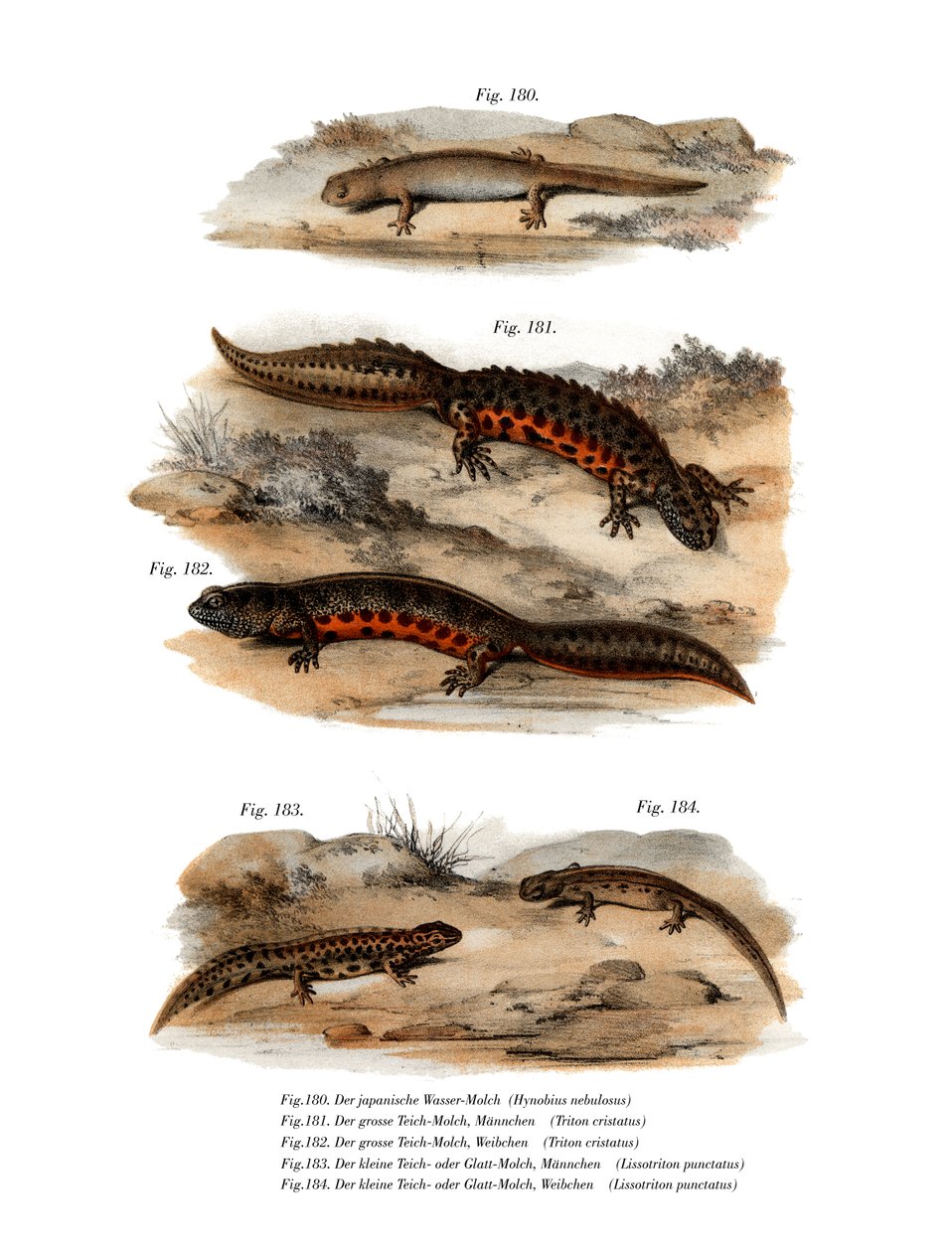 Molnig salamander (färg litho) av German School