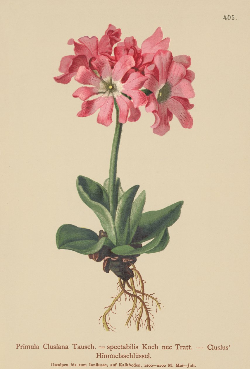 Clusiana Primrose (Primula Clusiana, Primula spectabilis) av German School