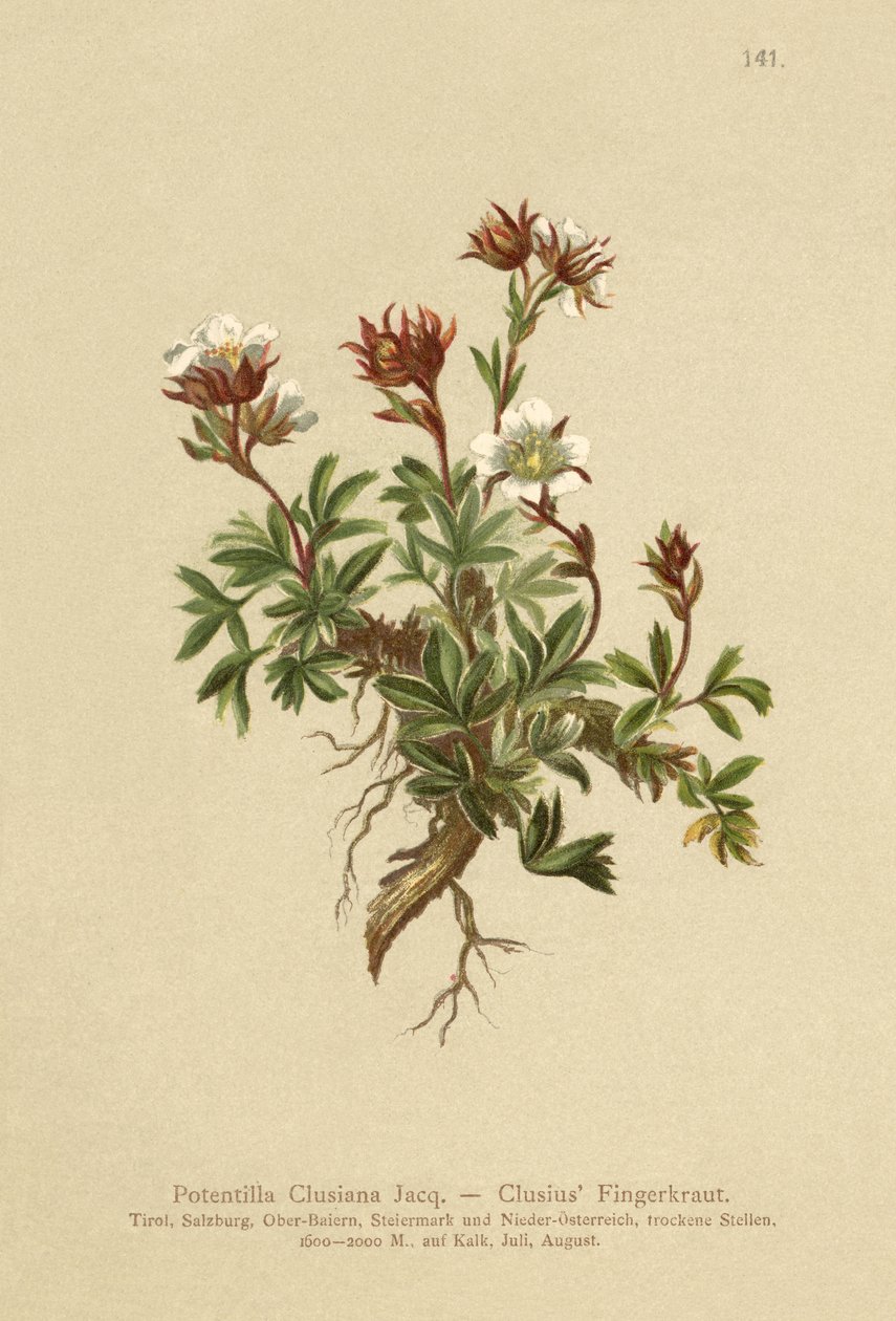 Clusius Cinquefoil (Potentilla Clusiana) av German School