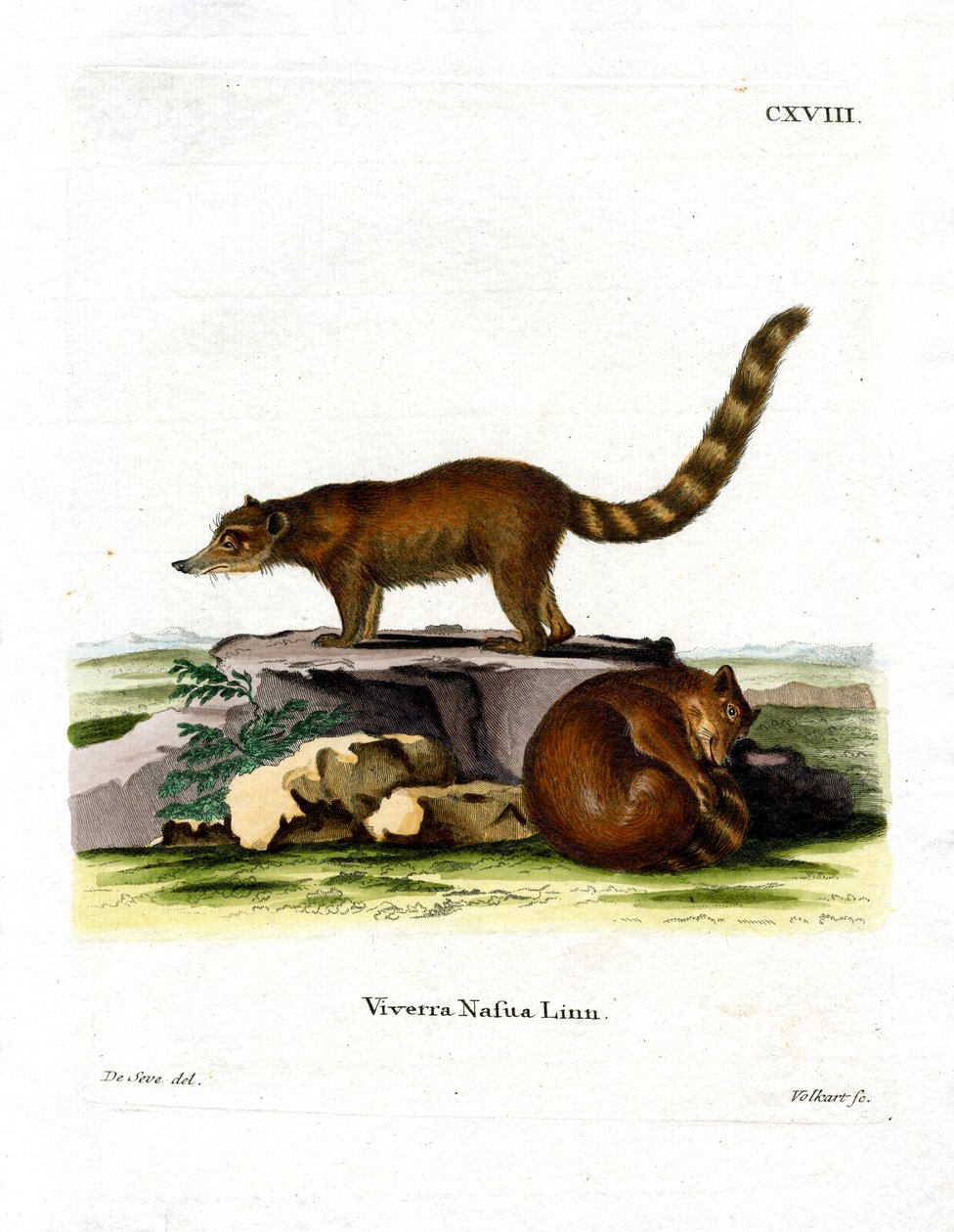Coati (färgad gravyr) av German School