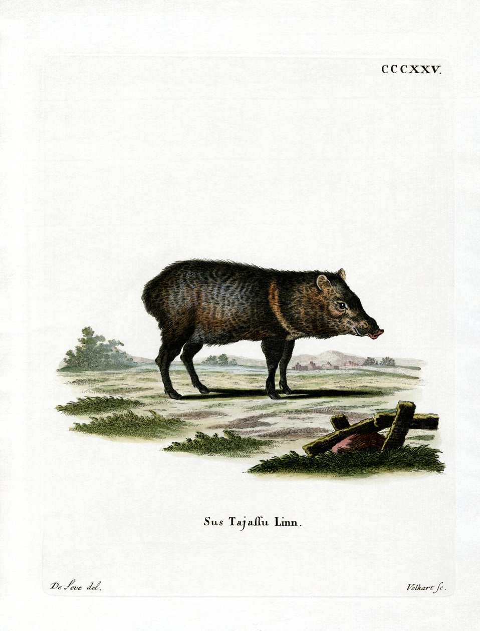Peccary med krage av German School