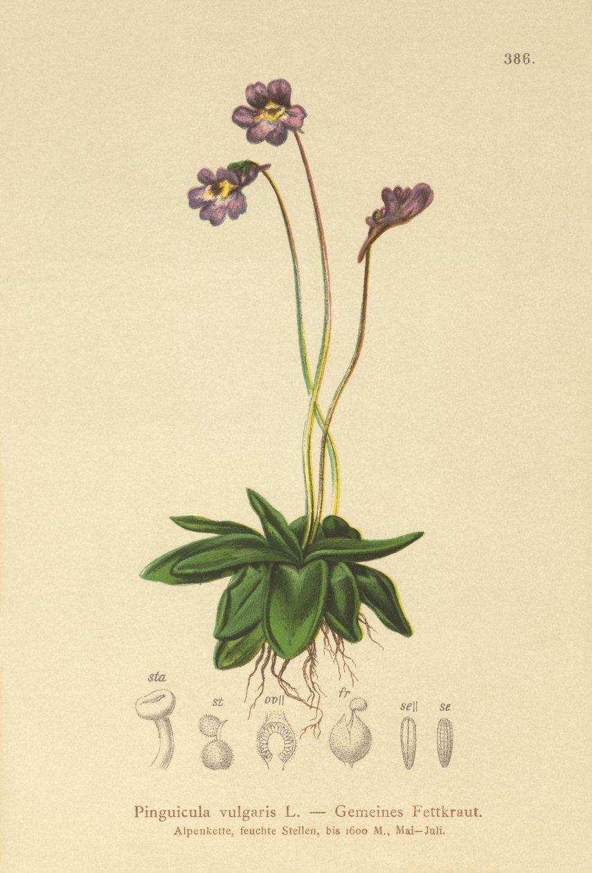 Vanlig smörört (Pinguicula vulgaris) av German School