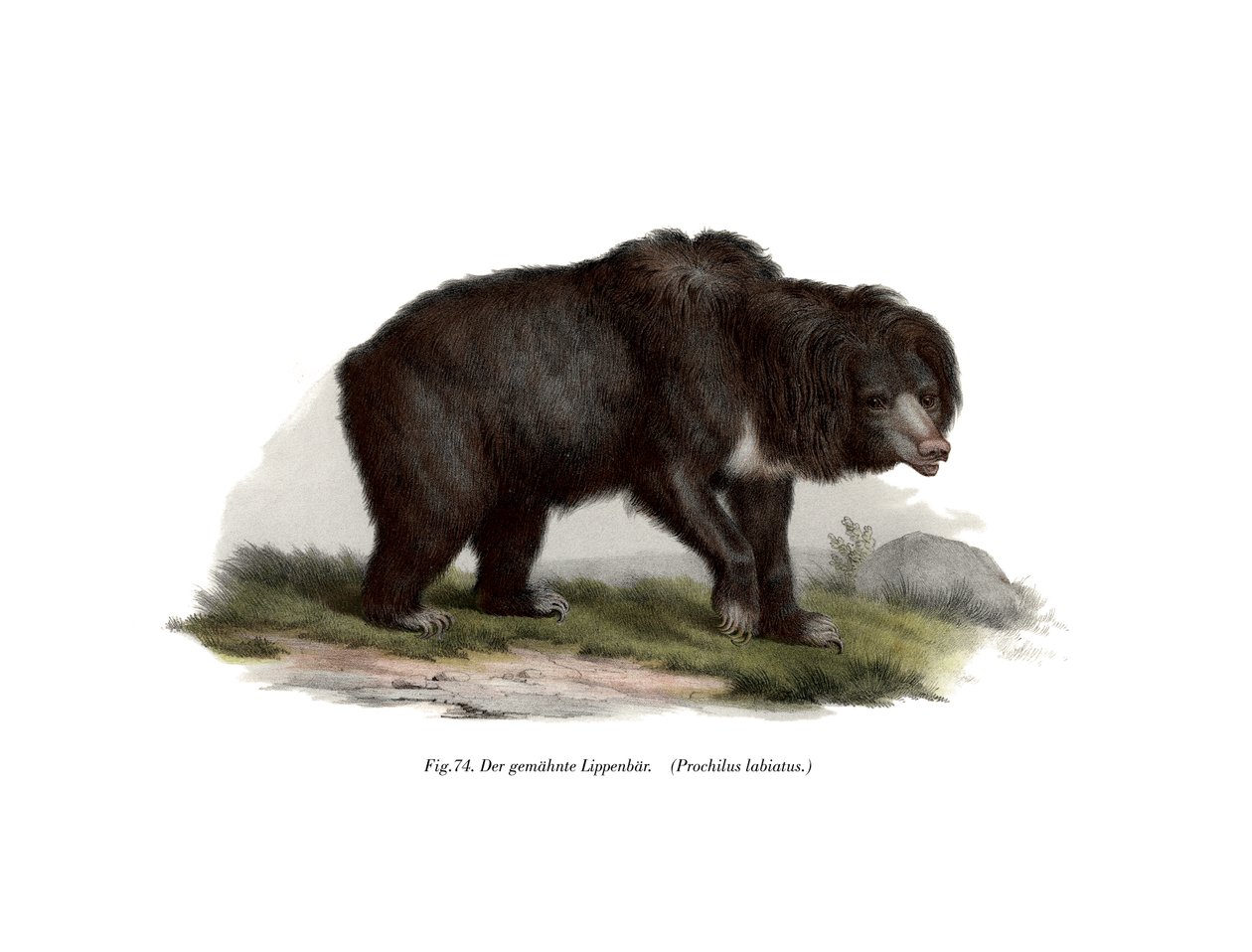 Vanlig indisk sengångsbjörn, 1860 av German School