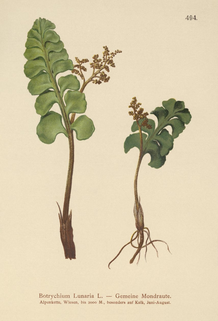 Vanlig månört (Botrychium lunaria) av German School