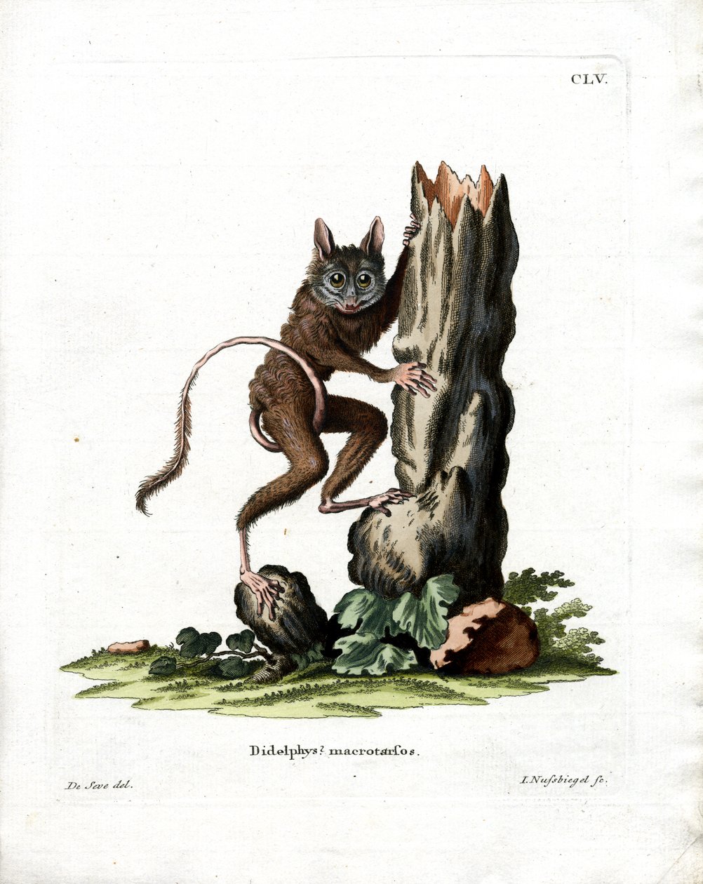 Common Mouse Opossum (färgad gravyr) av German School