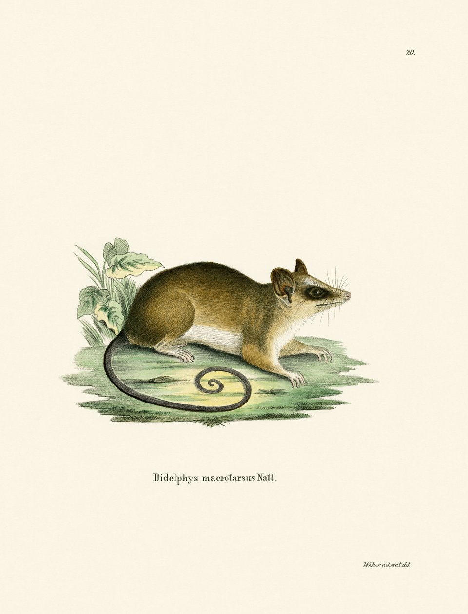 Common Mouse Opossum (färgad gravyr) av German School