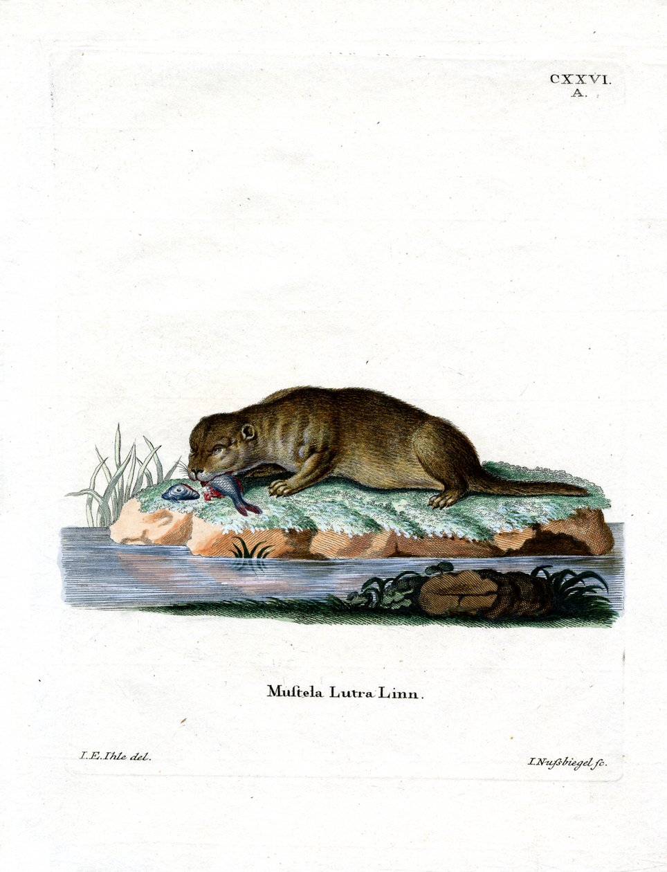 Common Otter (färgad gravyr) av German School