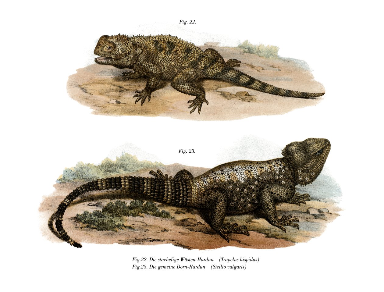 Vanlig Spiny Agama (färg litho) av German School
