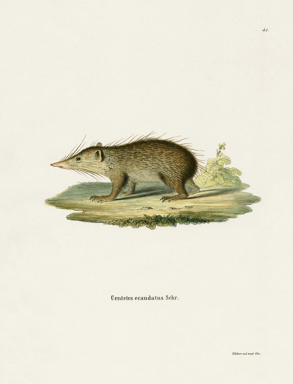 Common Tenrec (färgad gravyr) av German School
