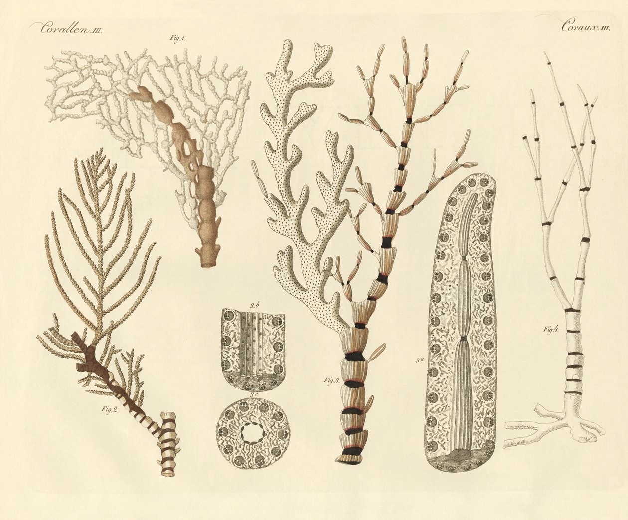 Korallpolyper (färgad gravyr) av German School