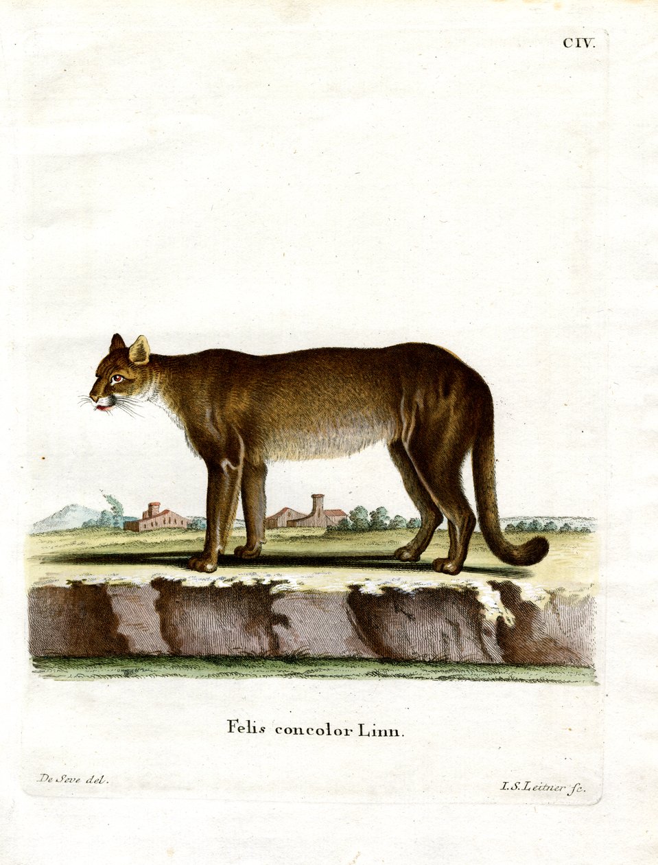 Cougar (färgad gravyr) av German School