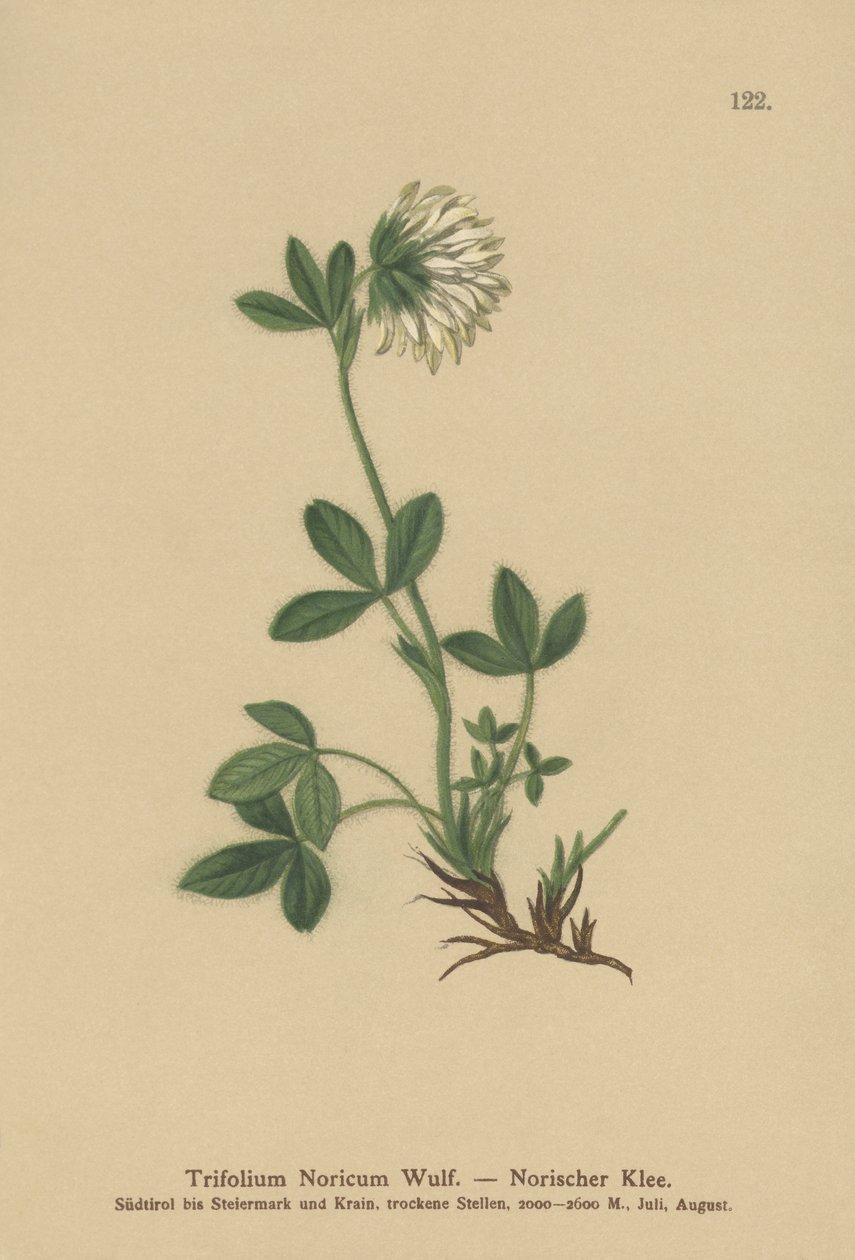 Gräddklöver (Trifolium Noricum) av German School