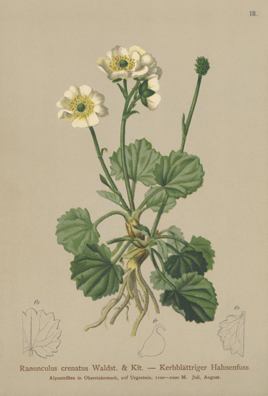 Skapat kråkfot (Ranunculus crenatus) av German School
