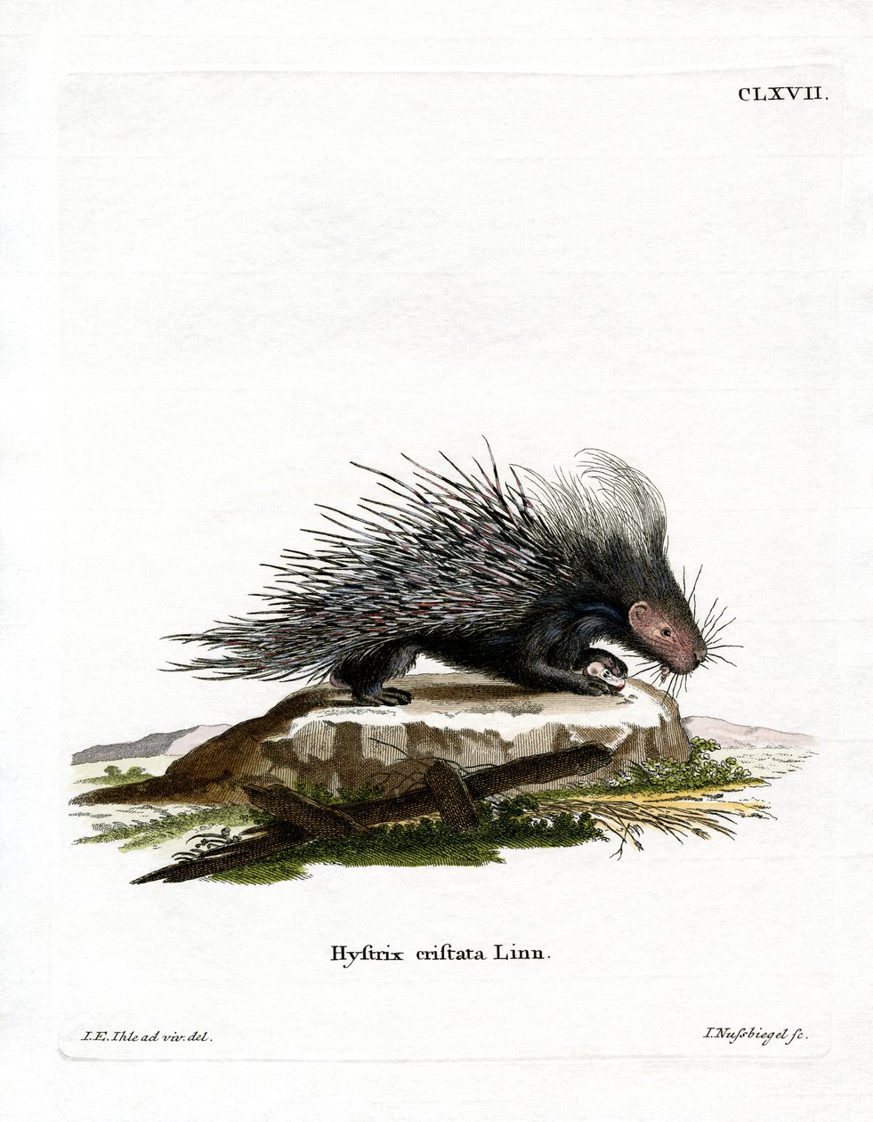Crested Porcupine (färgad gravyr) av German School