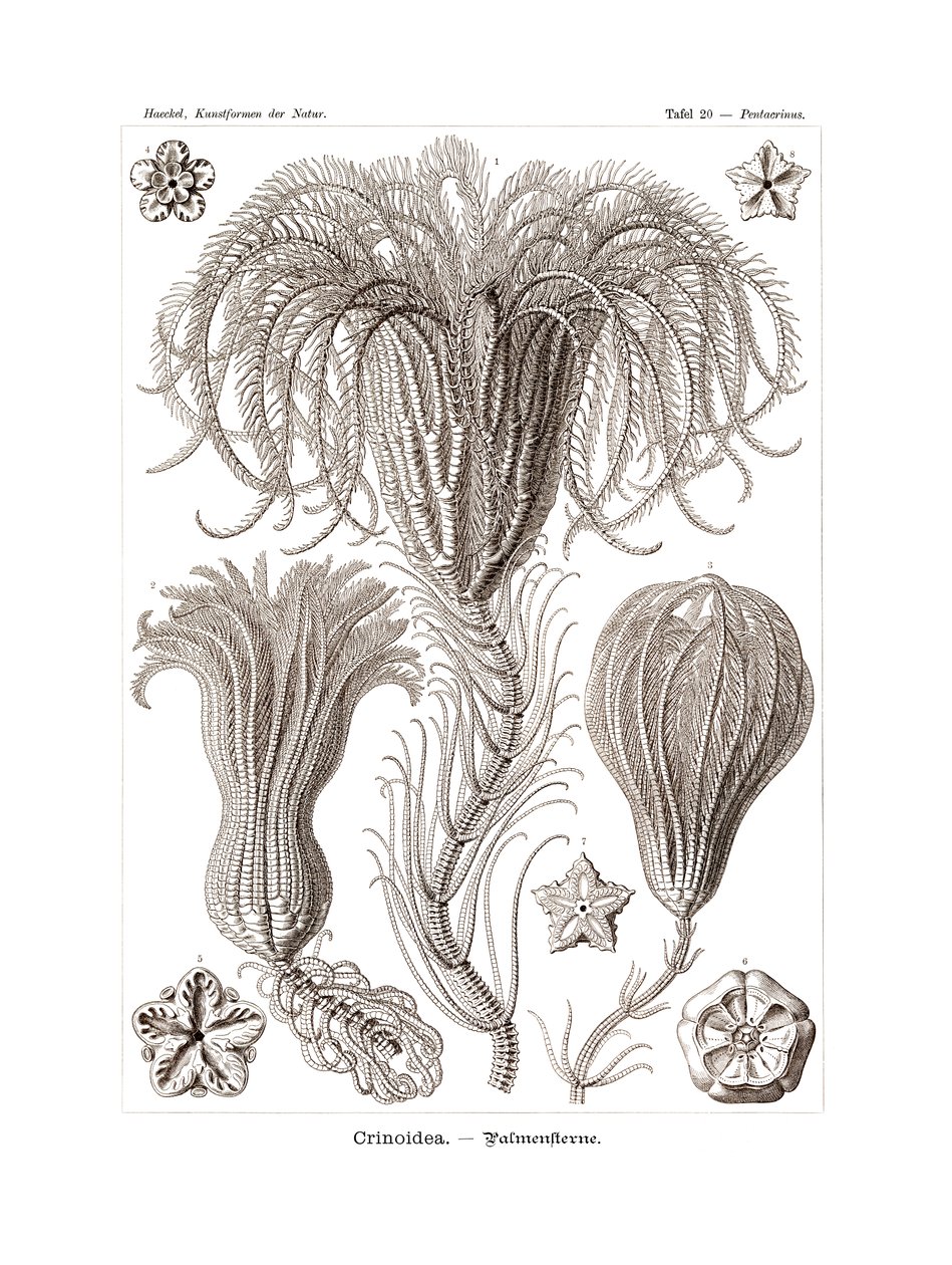 Crinoidea, 1899-1904 av German School