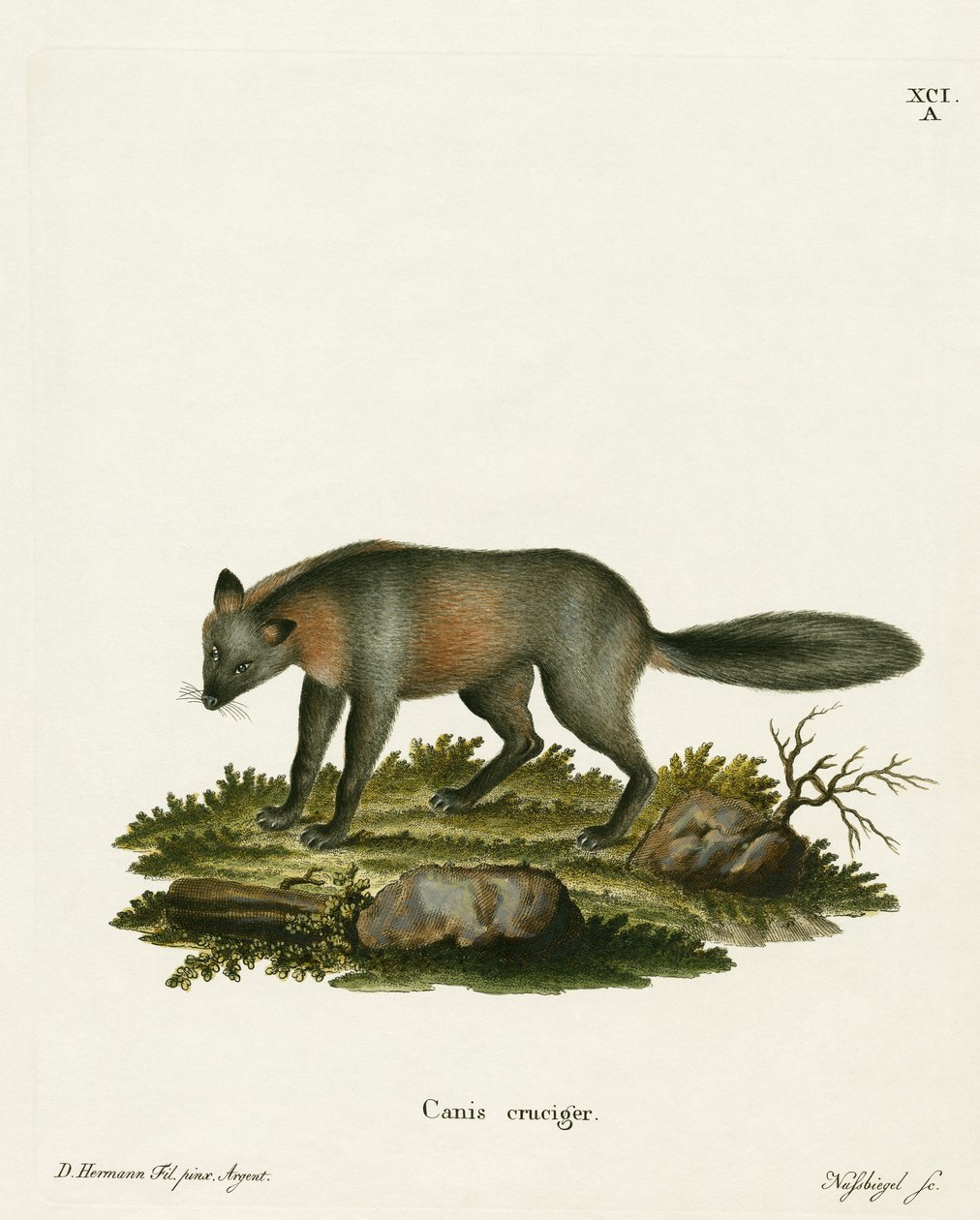 Cross Fox (färgad gravyr) av German School
