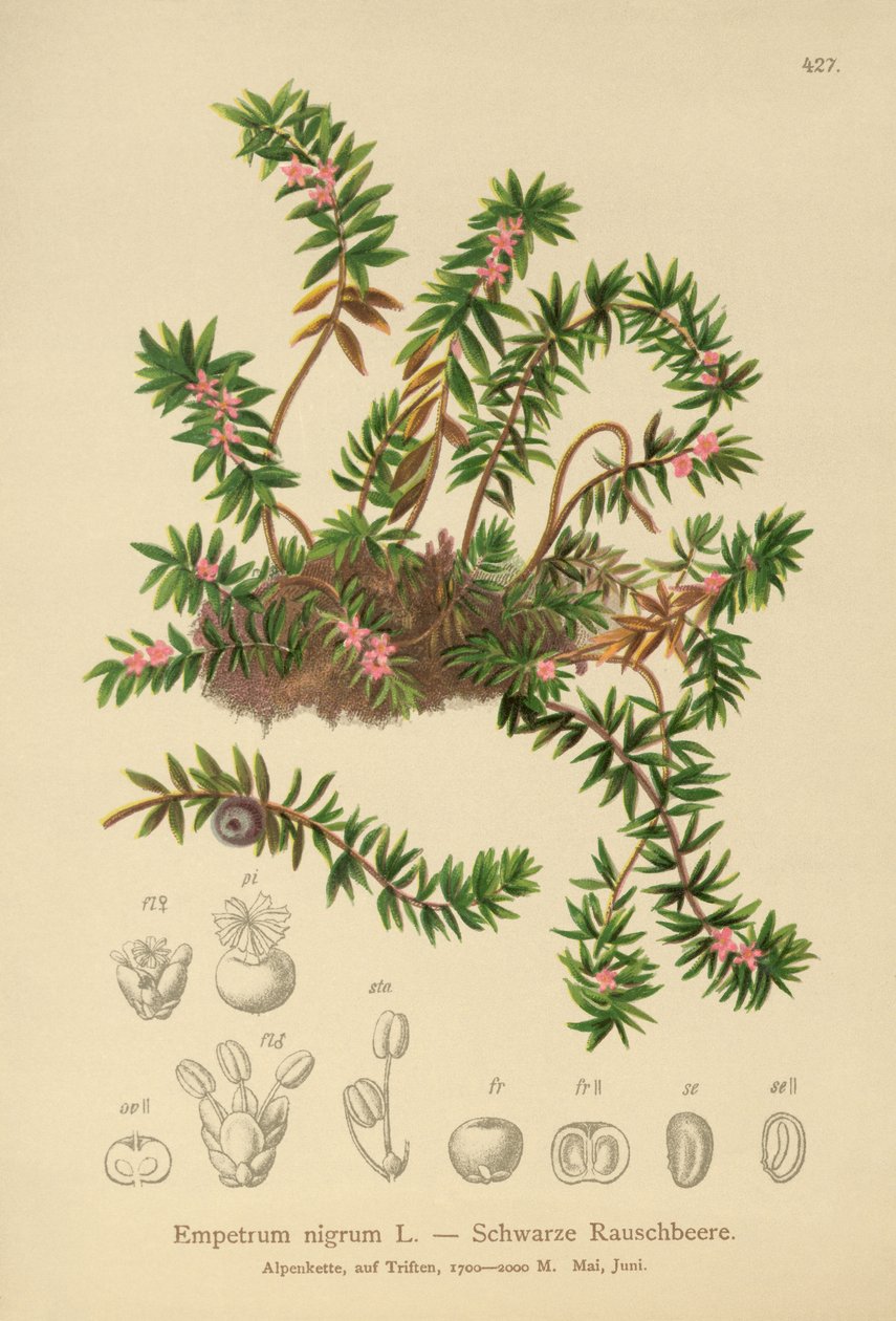 Kråkbär (Sempetrum nigra) av German School