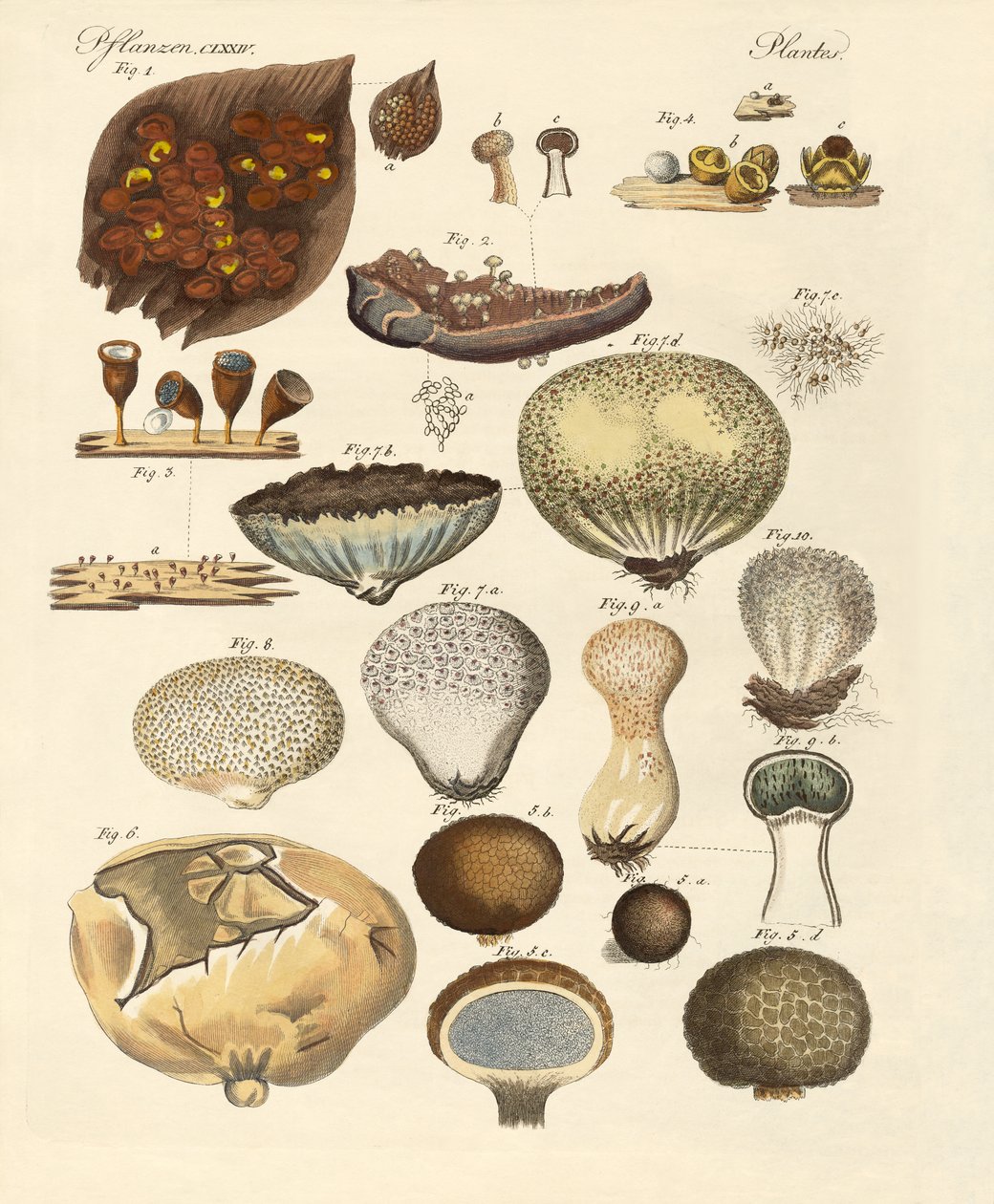Kryptogram växter (färgad gravyr) av German School
