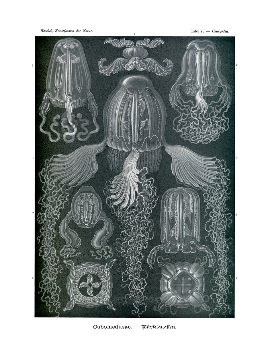 Cubomedusae, 1899-1904 av German School