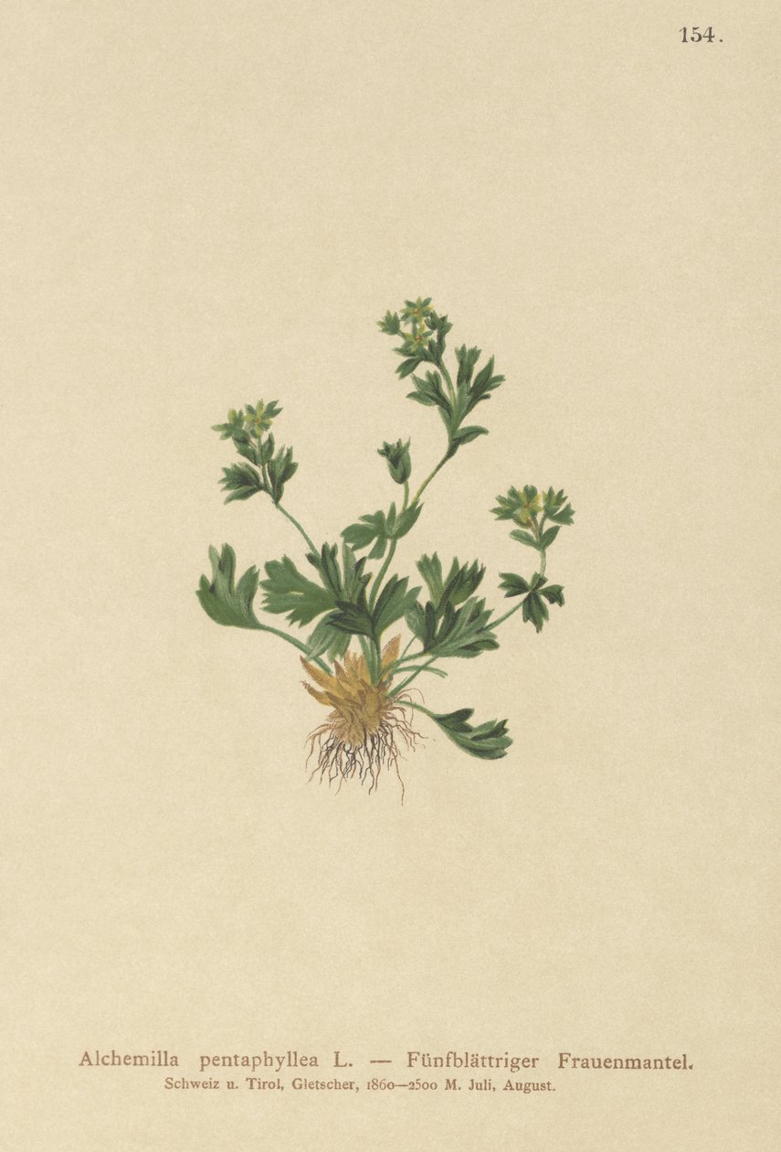 Klippbladig dammantel (Alchemilla pentaphylla) av German School