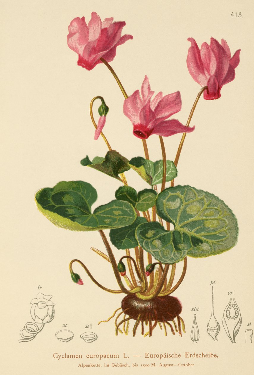 Cyclamen (Cyclamen europaeum) av German School