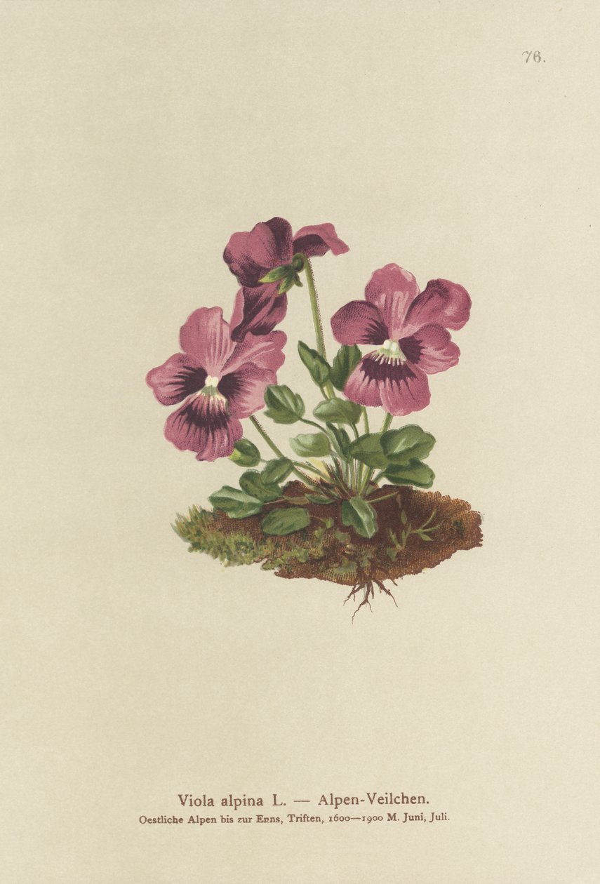 Cyclamen, alpviol (Viola alpina) av German School