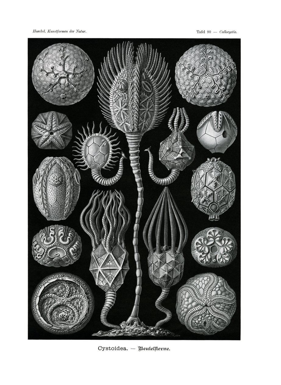 Cystoidea, 1899-1904 av German School