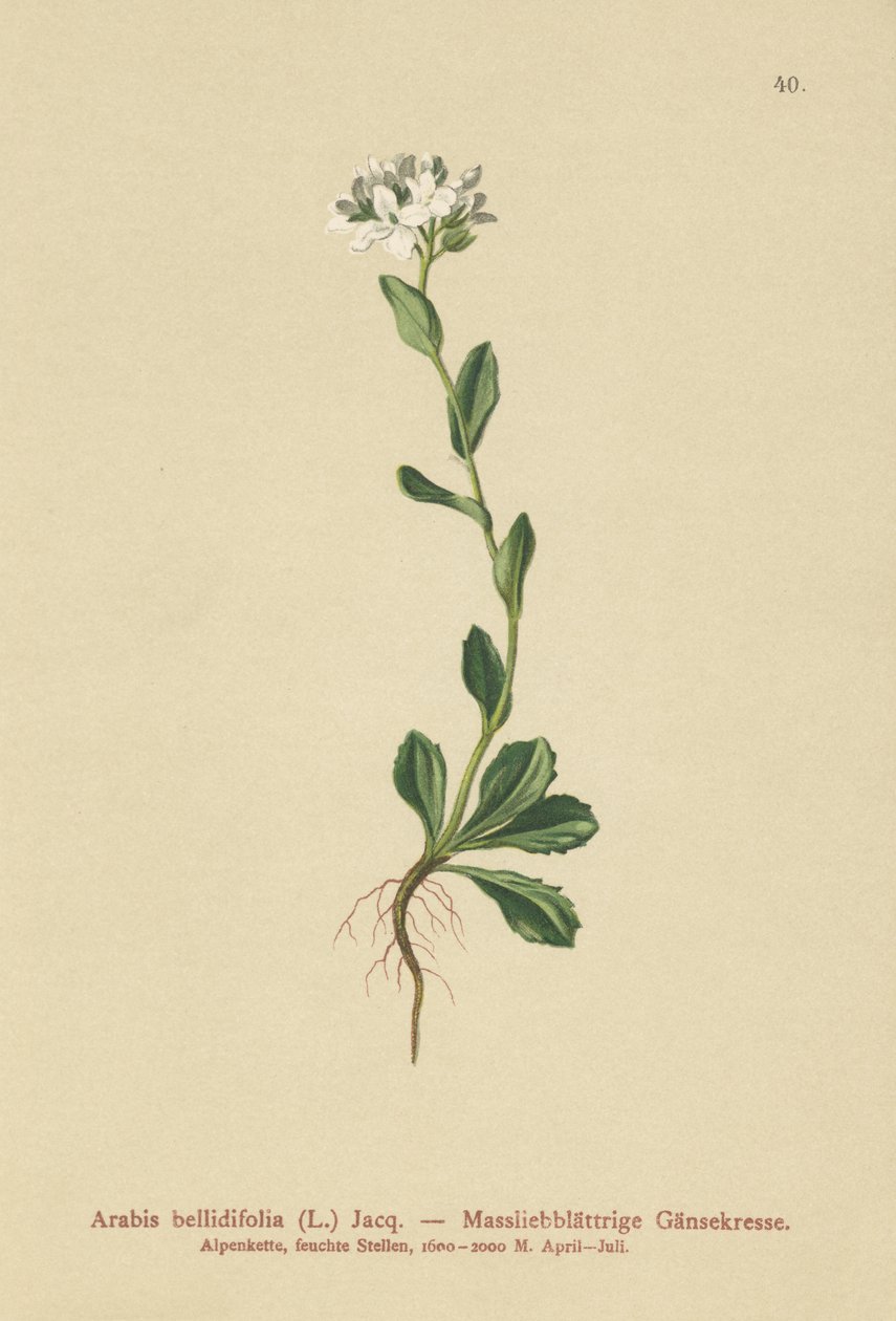 Daisyleaf Rock-Cress (Arabis bellidifolia) av German School