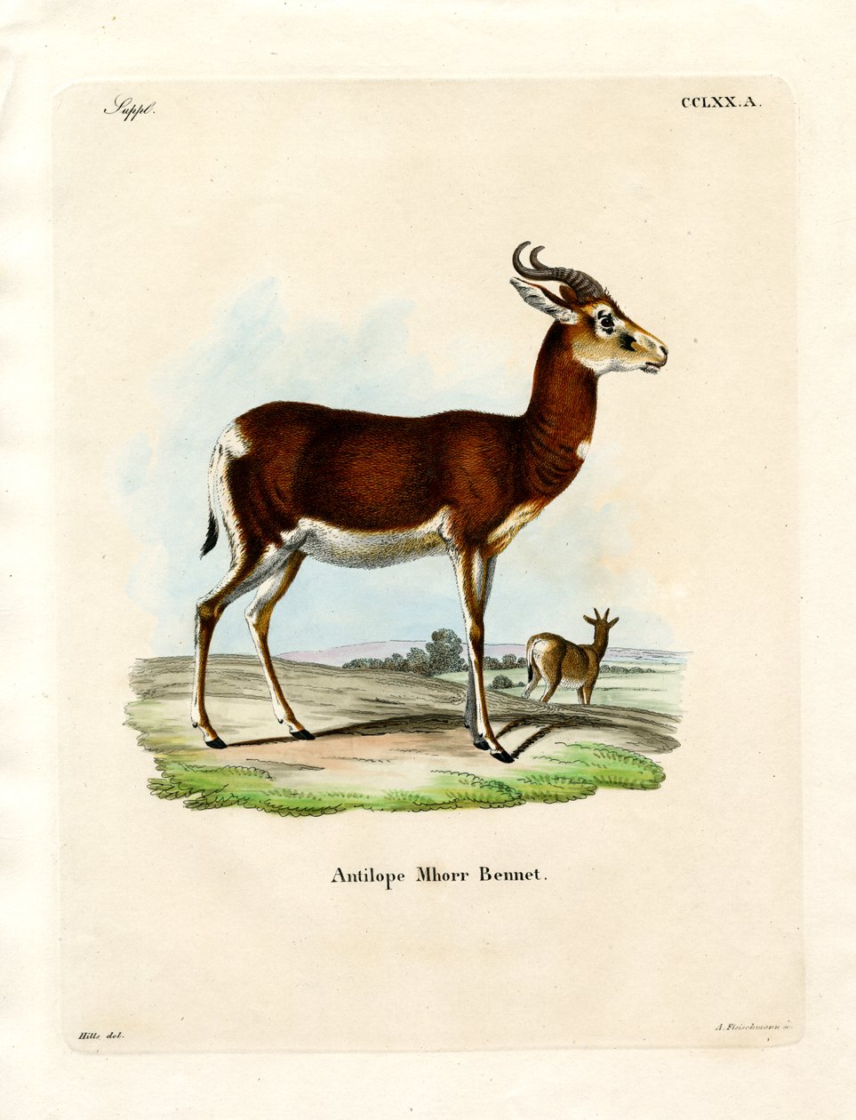 Dama Gazelle (färgad gravyr) av German School