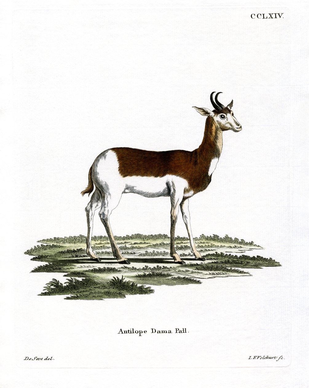 Dama Gazelle (färgad gravyr) av German School