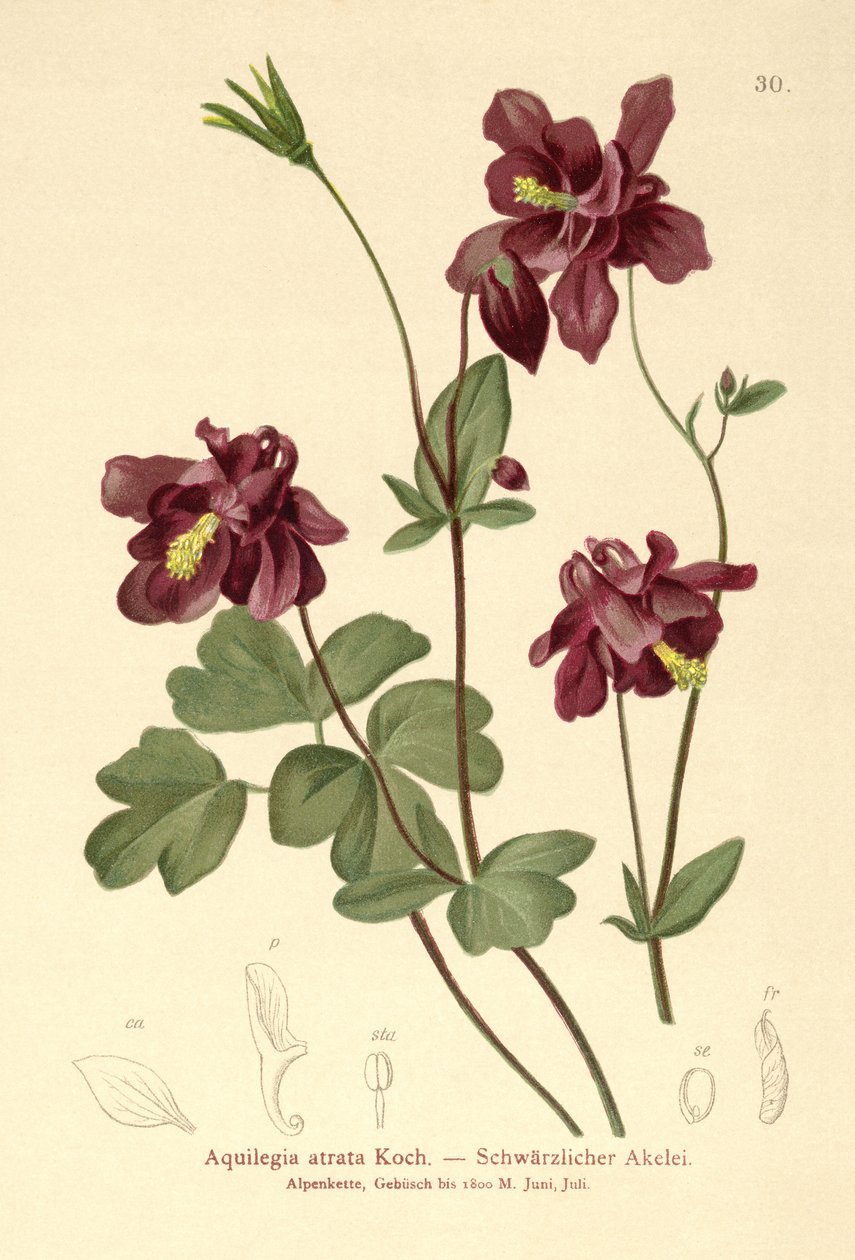 Mörk akleja (Aquilegia atrata) av German School