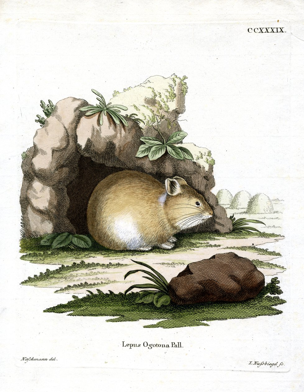 Daurian Pika (färgad gravyr) av German School