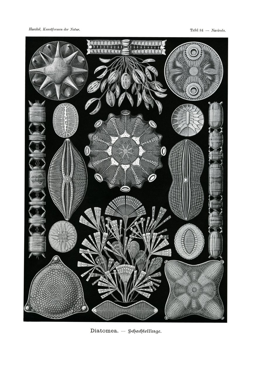 Diatomea, 1899-1904 av German School