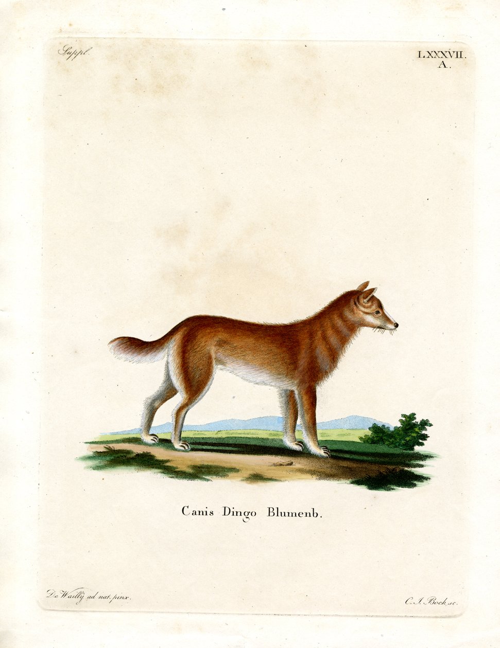 Dingo (färgad gravyr) av German School