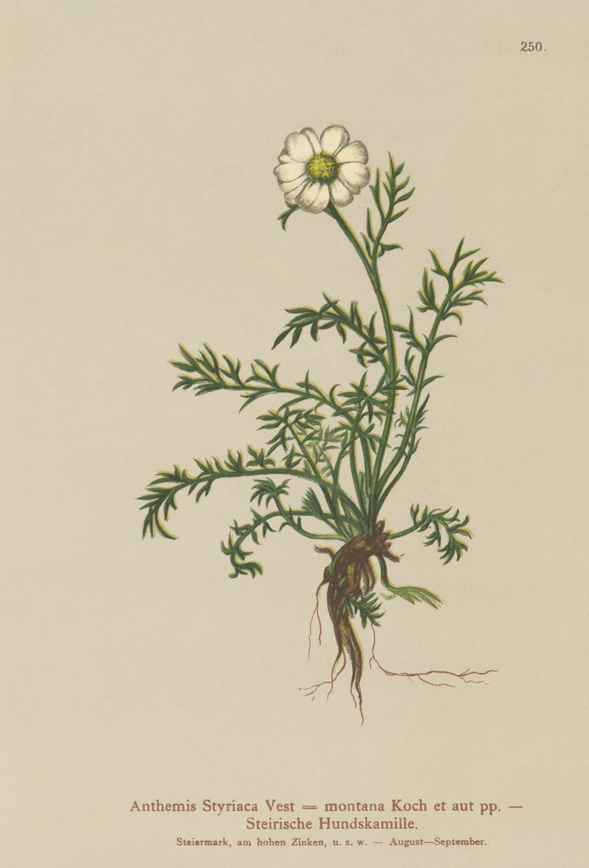 Hundfänkål (Anthemis Styriaca, Anthemis montana) av German School