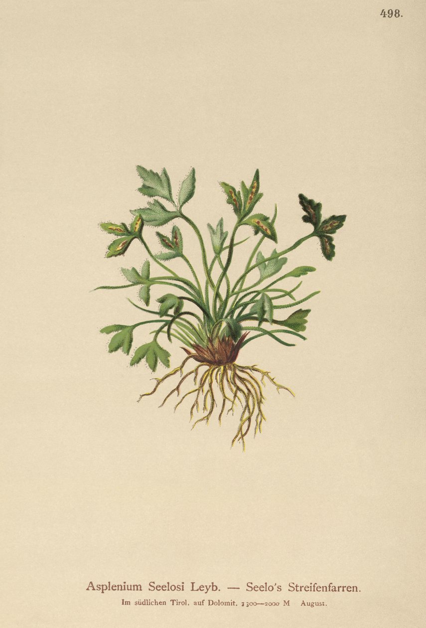 Dolomitmjältört (Asplenium Seelosii) av German School