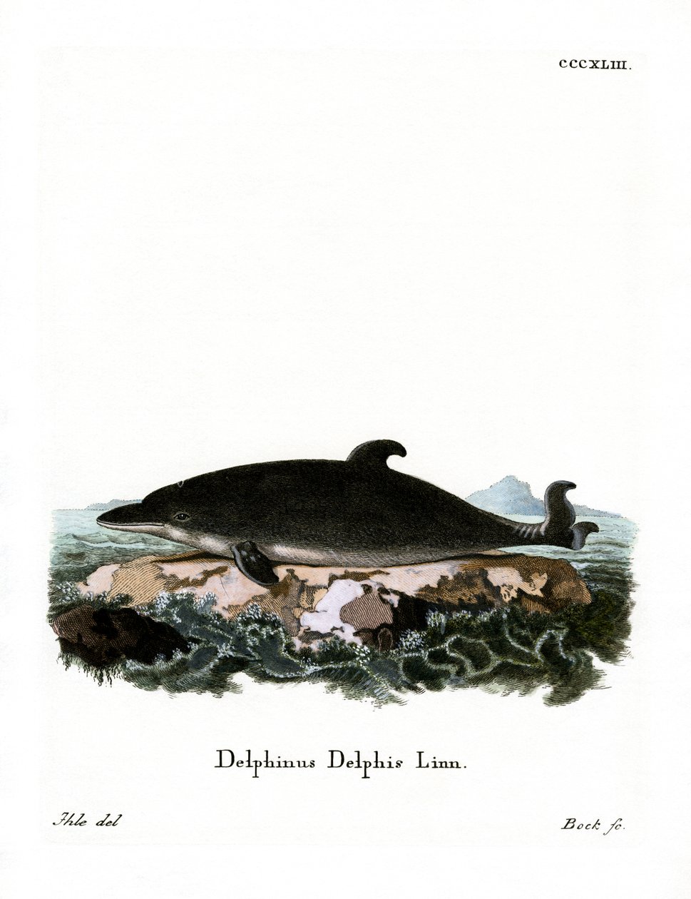 Delfin (färgad gravyr) av German School