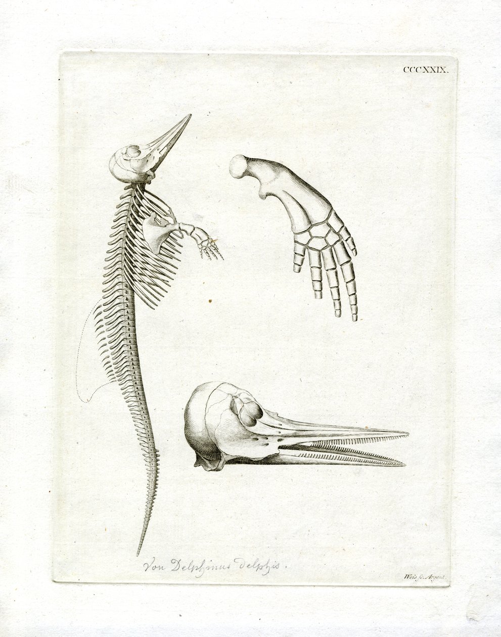 Delfinskelett (färgad gravyr) av German School