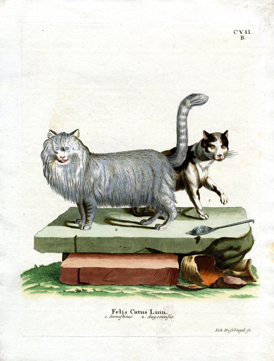 Tamkatt (färgad gravyr) av German School
