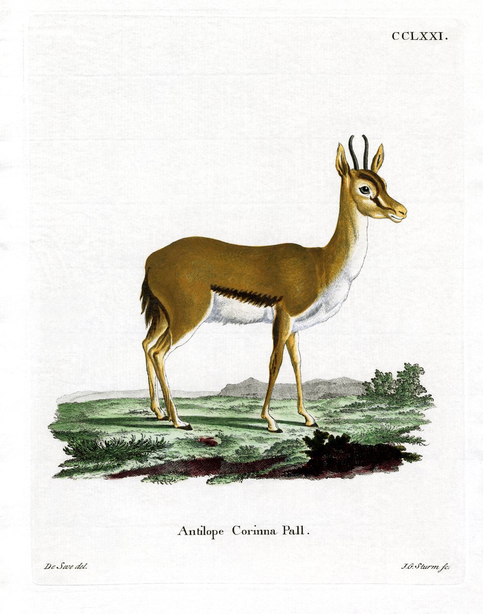 Dorcas Gazelle (färgad gravyr) av German School