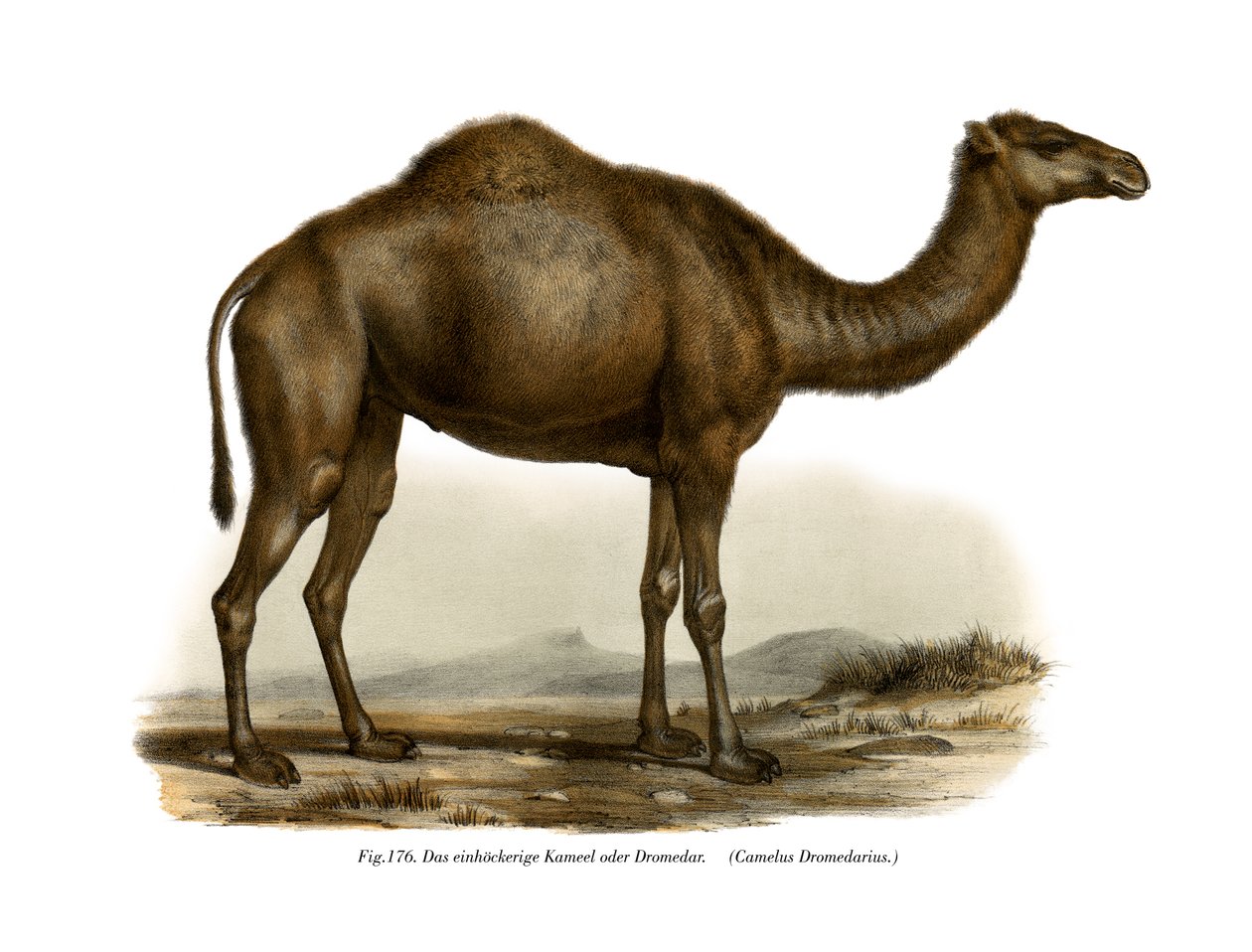 Dromedar, 1860 av German School
