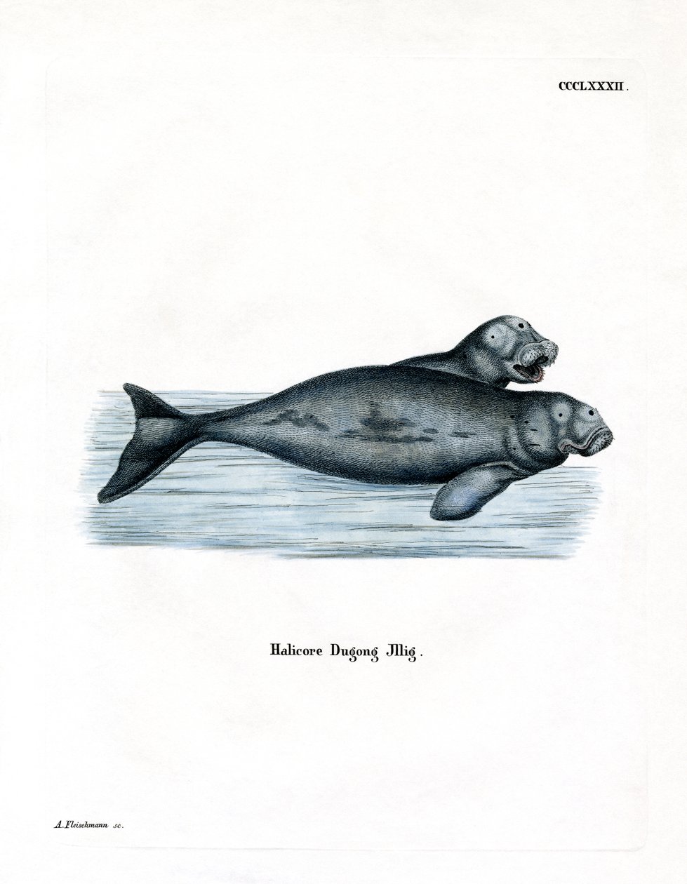 Dugong (färgad gravyr) av German School