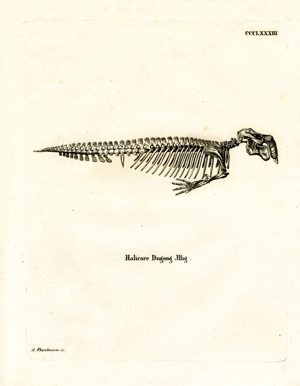 Dugong Skeleton (färgad gravyr) av German School