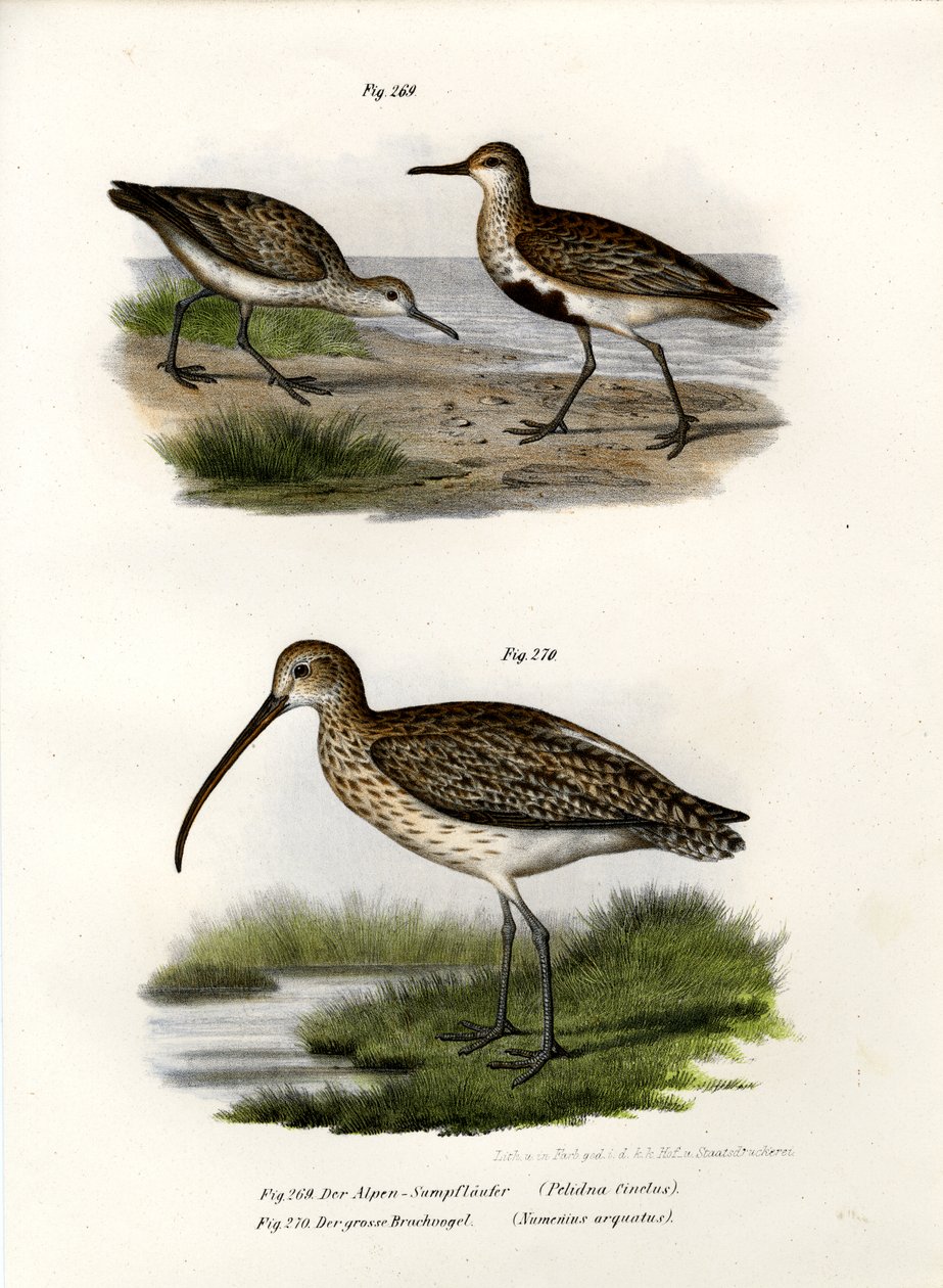 Dunlin, 1864 av German School