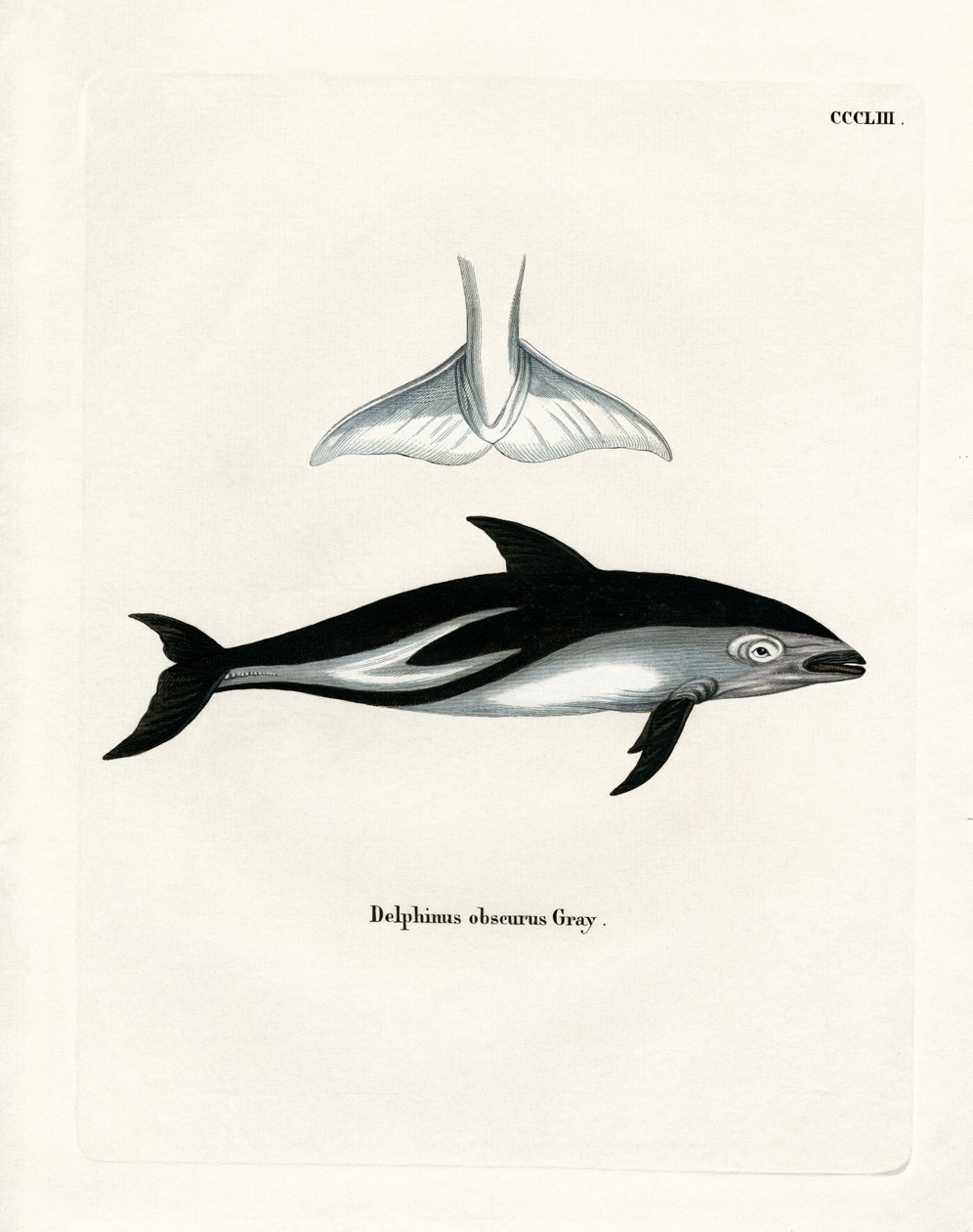 Dusky Dolphin (färgad gravyr) av German School