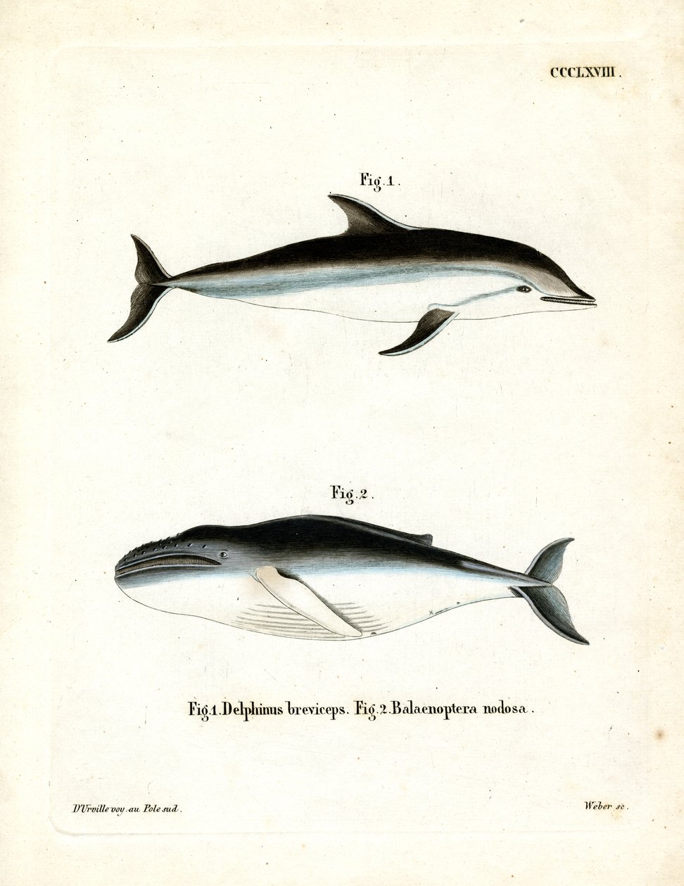 Dusky Dolphin (färgad gravyr) av German School