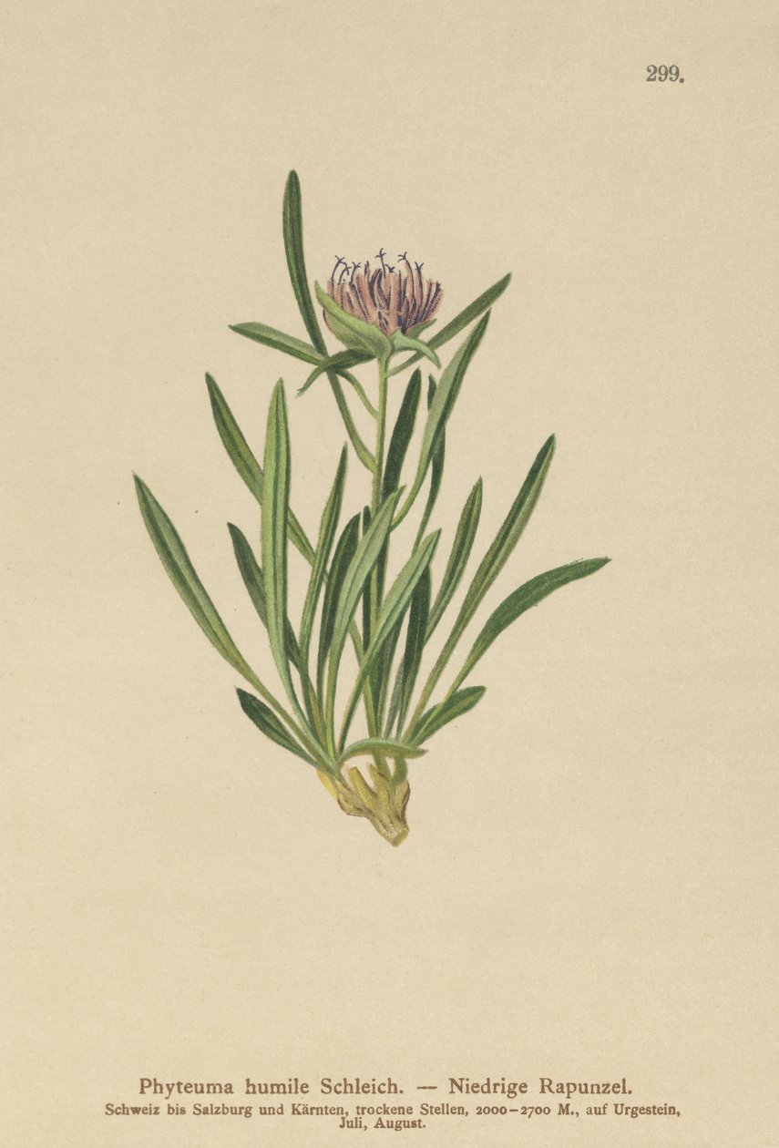 Dwarf Rampion (Phyteuma humile) av German School