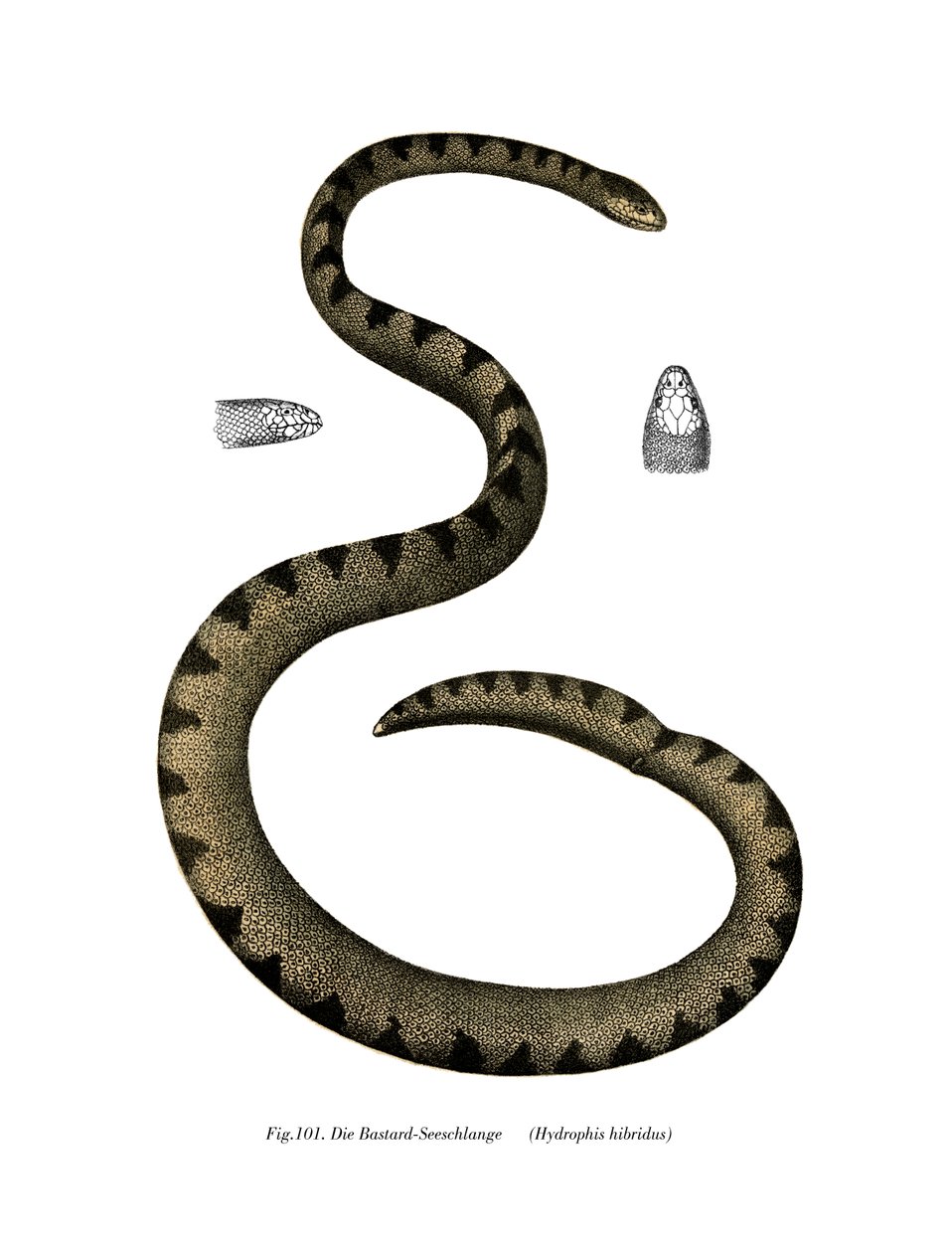 Dwarf Seasnake (färg litho) av German School